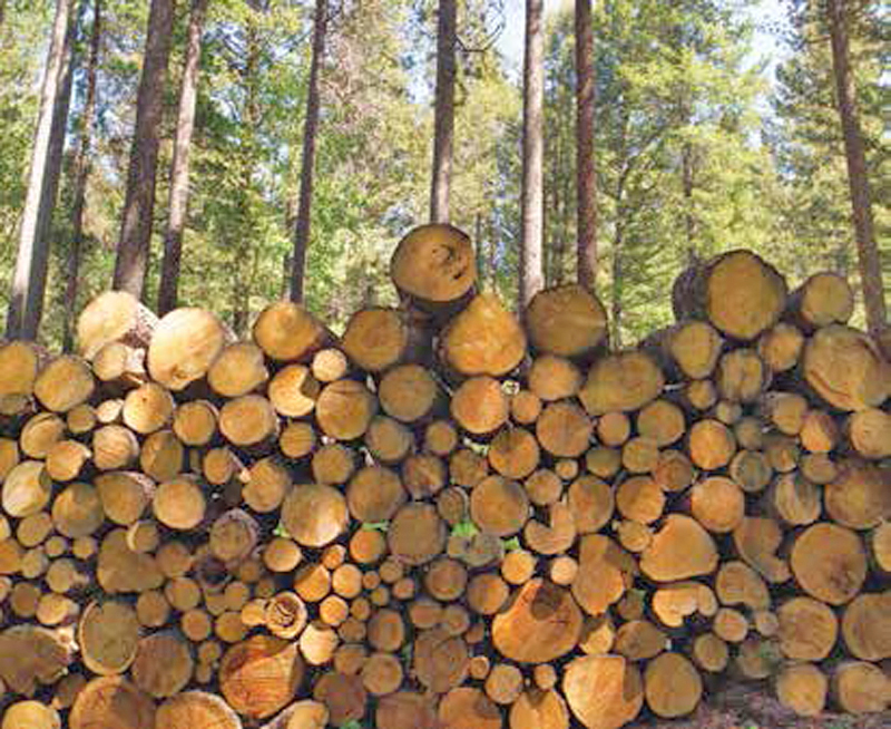 What I Learned From My Life As A Forester